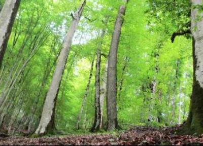 روف گاردن: جنگل دنیا نما ، سفری به بام سبز شمال