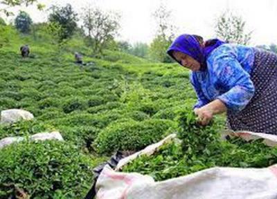 خرید حمایتی برنج نباید به کشاورز آسیب بزند، ابلاغ دستور لغو ممنوعیت صادرات چای داخلی