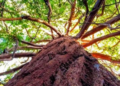 طلای سبز کالیفرنیا را ببینید ، تصویر قدیمی و جدید تونل درخت غول