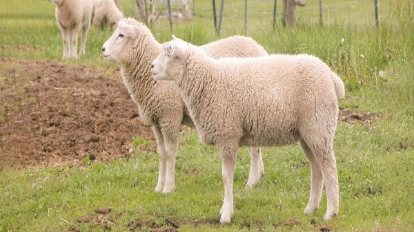 واردات 610 راس گوسفند فرانسوی برای اصلاح نژاد، مشکل دام سبک، اصلاح نژاد نیست