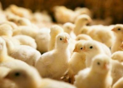 افزایش 17 درصدی جوجه ریزی در مرغداری های خراسان شمالی