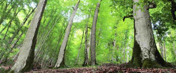 روف گاردن: جنگل دنیا نما ، سفری به بام سبز شمال