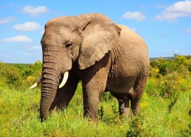 پارک طبیعت فیل تایلند